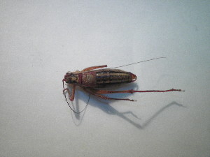  ( - CCDB-11143-G12)  @11 [ ] Copyright  G. Blagoev 2011 Unspecified
