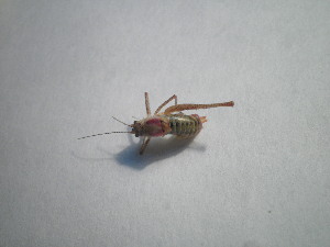  ( - CCDB-11144-D05)  @12 [ ] Copyright  G. Blagoev 2011 Unspecified