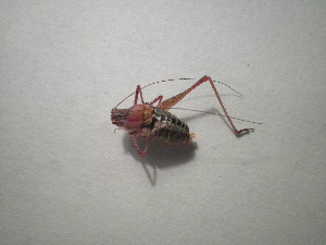  ( - CCDB-11144-F08)  @12 [ ] Copyright  G. Blagoev 2011 Unspecified