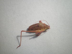  ( - CCDB-11144-G06)  @13 [ ] Copyright  G. Blagoev 2011 Unspecified