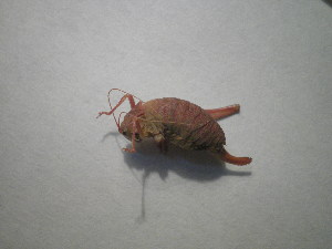  ( - CCDB-11144-G10)  @13 [ ] Copyright  G. Blagoev 2011 Unspecified