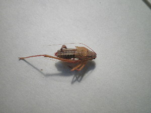  ( - CCDB-11144-H11)  @12 [ ] Copyright  G. Blagoev 2011 Unspecified