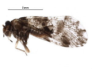  (Ptyctini - BIOUG20983-H08)  @14 [ ] CreativeCommons - Attribution (2016) CBG Photography Group Centre for Biodiversity Genomics