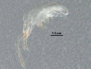  (Amblyseius sp. JCS25 - BIOUG21224-F02)  @12 [ ] CreativeCommons - Attribution (2015) CBG Photography Group Centre for Biodiversity Genomics