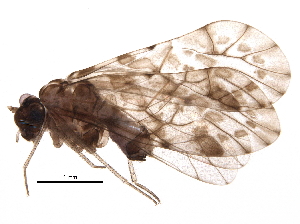  (Trichadenotecnum sp. 1KJ&EM - BIOUG21354-A04)  @14 [ ] CreativeCommons - Attribution (2016) CBG Photography Group Centre for Biodiversity Genomics