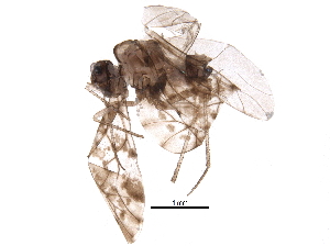  ( - BIOUG21354-C03)  @14 [ ] CreativeCommons - Attribution (2016) CBG Photography Group Centre for Biodiversity Genomics