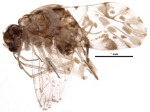  ( - BIOUG21354-G02)  @14 [ ] CreativeCommons - Attribution (2016) CBG Photography Group Centre for Biodiversity Genomics