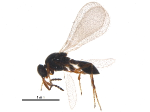  (Amblyaspis - BIOUG21809-A07)  @14 [ ] CreativeCommons - Attribution (2015) CBG Photography Group Centre for Biodiversity Genomics