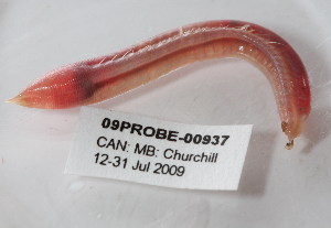  ( - PPA056)  @14 [ ] CreativeCommons - Attribution (2010) CBG Photography Group Centre for Biodiversity Genomics