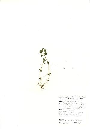  (Chrysosplenium oppositifolium - NBGW2050)  @11 [ ] Unspecified (default): All Rights Reserved  Unspecified Unspecified
