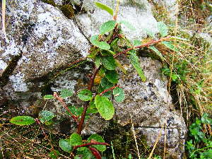  (Cotoneaster cambricus - NBGW3)  @11 [ ] Unspecified (default): All Rights Reserved  Unspecified Unspecified