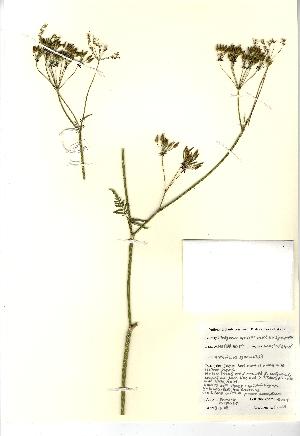  (Anthriscus sylvestris - NBGW5029)  @11 [ ] Unspecified (default): All Rights Reserved  Unspecified Unspecified