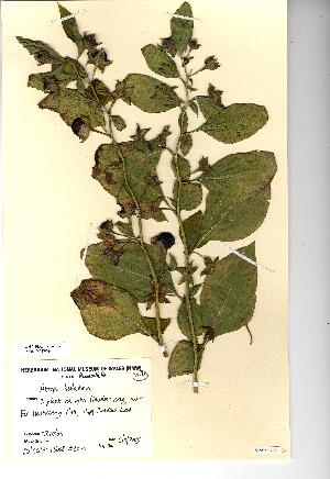  (Atropa - NMW079)  @11 [ ] Unspecified (default): All Rights Reserved  Unspecified Unspecified