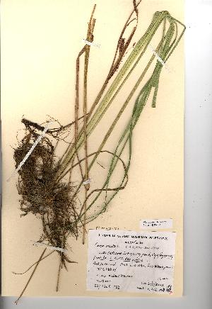  (Carex acuta - NMW134)  @11 [ ] CreativeCommons - Attribution (2012) National Museum Wales National Museum Wales