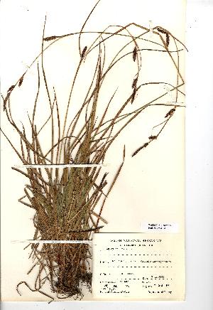  (Carex binervis - NMW140)  @11 [ ] Unspecified (default): All Rights Reserved  Unspecified Unspecified