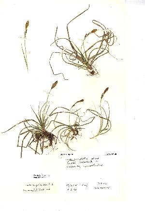  (Carex caryophyllea - NMW142)  @11 [ ] Unspecified (default): All Rights Reserved  Unspecified Unspecified