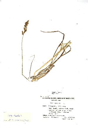  (Carex elongata - NMW156)  @11 [ ] Unspecified (default): All Rights Reserved  Unspecified Unspecified