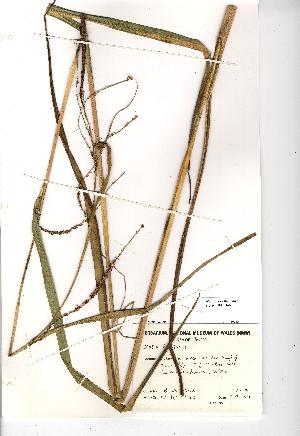  (Carex pendula - NMW166)  @11 [ ] CreativeCommons - Attribution (2012) National Museum Wales National Museum Wales
