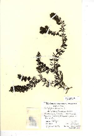  (Ceratophyllum demersum - NMW199)  @11 [ ] Unspecified (default): All Rights Reserved  Unspecified Unspecified