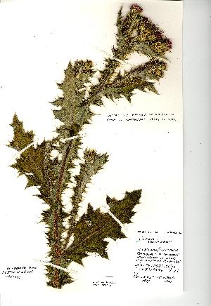  (Carduus tenuiflorus - NMW2128)  @13 [ ] CreativeCommons - Attribution (2012) National Museum Wales National Museum Wales