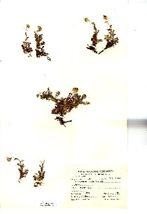  (Chamaemelum nobile - NMW2138)  @12 [ ] CreativeCommons - Attribution (2012) National Museum Wales National Museum Wales