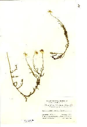  (Chamaemelum nobile - NMW2139)  @12 [ ] CreativeCommons - Attribution (2012) National Museum Wales National Museum Wales