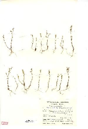  (Sabulina hybrida - NMW2772)  @11 [ ] CreativeCommons - Attribution (2012) National Museum Wales National Museum Wales