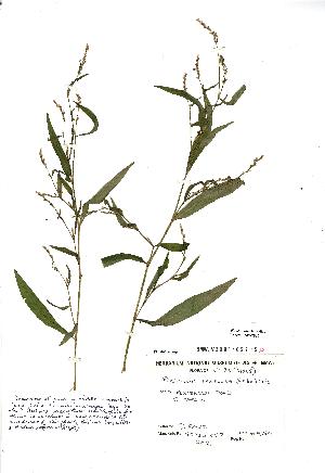  (Persicaria mitis - NMW2936)  @11 [ ] CreativeCommons - Attribution (2012) National Museum Wales National Museum Wales