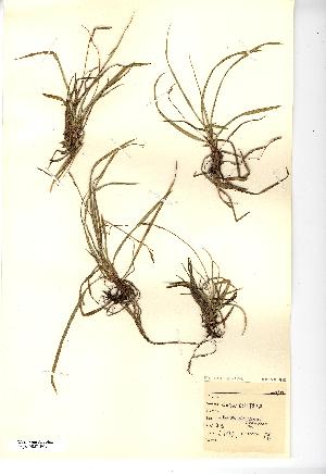  (Carex digitata - NMW3019)  @11 [ ] CreativeCommons - Attribution (2012) National Museum Wales National Museum Wales