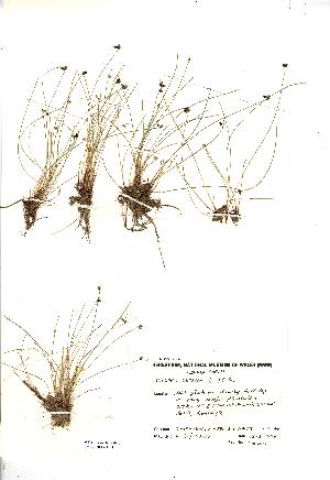  (Isolepis setacea - NMW3141)  @11 [ ] CreativeCommons - Attribution (2012) National Museum Wales National Museum Wales