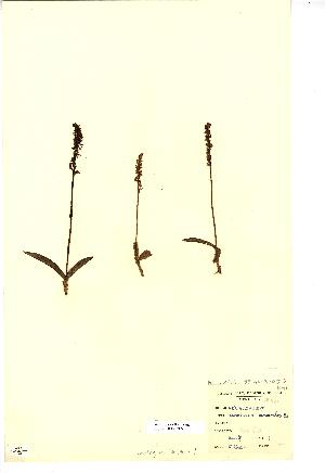  (Herminium monorchis - NMW3879)  @11 [ ] CreativeCommons - Attribution (2012) National Museum Wales National Museum Wales