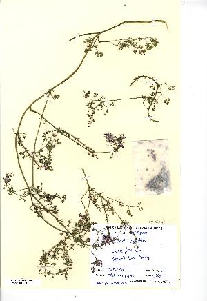  (Fumaria densiflora - NMW3939)  @11 [ ] CreativeCommons - Attribution (2012) National Museum Wales National Museum Wales