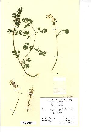  (Fumaria purpurea - NMW3946)  @11 [ ] CreativeCommons - Attribution (2012) National Museum Wales National Museum Wales