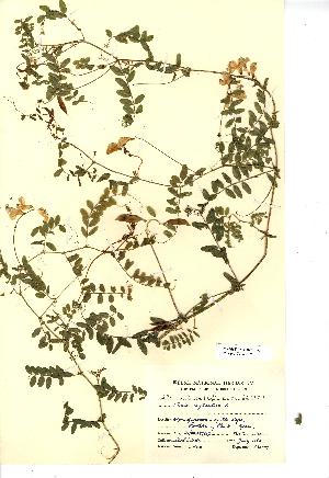  (Ervilia sylvatica - NMW4275)  @11 [ ] CreativeCommons - Attribution (2012) National Museum Wales National Museum Wales