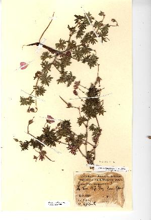  (Geranium sanguineum - NMW4308)  @11 [ ] CreativeCommons - Attribution (2012) National Museum Wales National Museum Wales