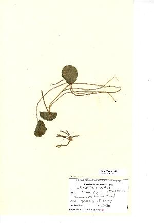  (Hydrocotyle vulgaris - NMW436)  @11 [ ] Unspecified (default): All Rights Reserved  Unspecified Unspecified