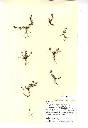  (Hypericum humifusum - NMW442)  @11 [ ] Unspecified (default): All Rights Reserved  Unspecified Unspecified