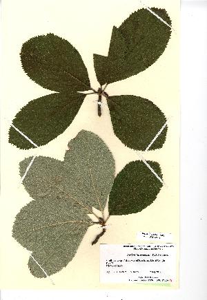  (Sorbus arvonensis - NMW4548)  @11 [ ] CreativeCommons - Attribution (2012) National Museum Wales National Museum Wales