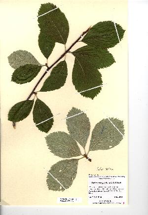  (Sorbus saxicola - NMW4563)  @11 [ ] CreativeCommons - Attribution (2012) National Museum Wales National Museum Wales