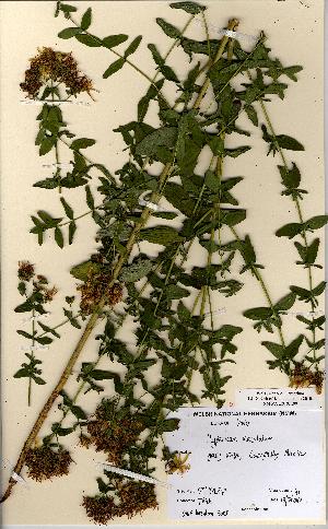  (Hypericum maculatum - NMW5008)  @11 [ ] CreativeCommons - Attribution (2012) National Museum Wales National Museum Wales