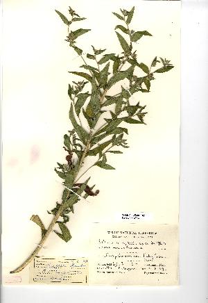  (Lithospermum officinale - NMW508)  @11 [ ] Unspecified (default): All Rights Reserved  Unspecified Unspecified