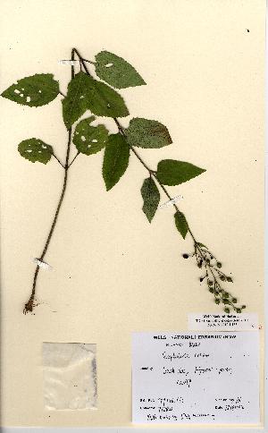 (Scrophularia nodosa - NMW5154)  @11 [ ] CreativeCommons - Attribution (2012) National Museum Wales National Museum Wales