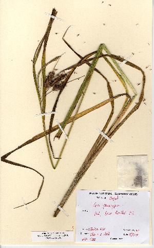 (Carex pseudocyperus - NMW5281)  @11 [ ] CreativeCommons - Attribution (2012) National Museum Wales National Museum Wales