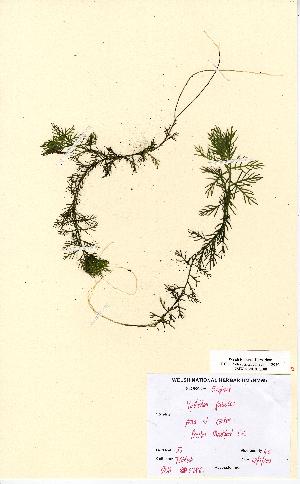  (Hottonia palustris - NMW5286)  @11 [ ] CreativeCommons - Attribution (2012) National Museum Wales National Museum Wales