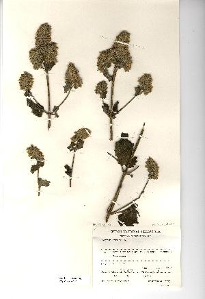  ( - NMW572)  @11 [ ] Unspecified (default): All Rights Reserved  Unspecified Unspecified