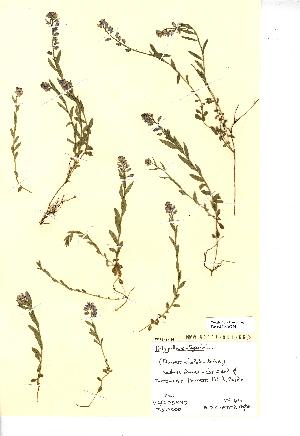  (Polygala vulgaris - NMW644)  @11 [ ] Unspecified (default): All Rights Reserved  Unspecified Unspecified