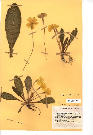  (Primula vulgaris - NMW674)  @11 [ ] Unspecified (default): All Rights Reserved  Unspecified Unspecified
