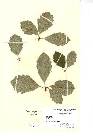  (Sorbus cuneifolia - NMW712)  @11 [ ] CreativeCommons - Attribution (2012) National Museum Wales National Museum Wales