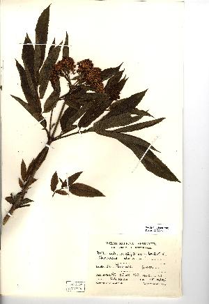  (Sambucus ebulus - NMW763)  @11 [ ] Unspecified (default): All Rights Reserved  Unspecified Unspecified