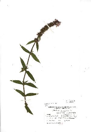  (Stachys palustris - NMW781)  @11 [ ] Unspecified (default): All Rights Reserved  Unspecified Unspecified